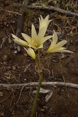 Zephyranthes advena