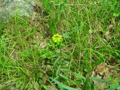 Euphorbia pekinensis