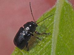 Cryptocephalus decemmaculatus