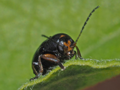 Cryptocephalus decemmaculatus