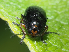 Cryptocephalus decemmaculatus