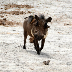 Phacochoerus africanus