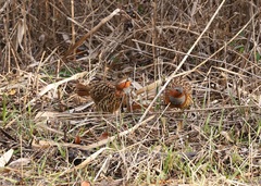 Bambusicola thoracicus