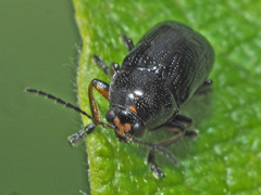 Cryptocephalus decemmaculatus