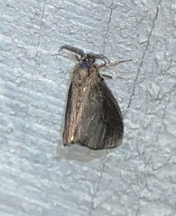 Cryptothelea gloverii