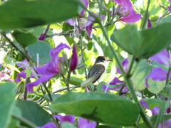 Myiarchus barbirostris