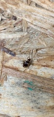 Ptinus
