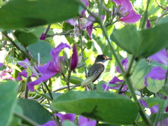 Myiarchus barbirostris