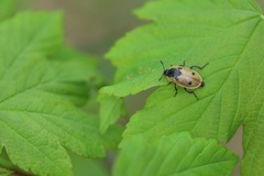 Dendroxena quadrimaculata