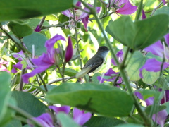 Myiarchus barbirostris