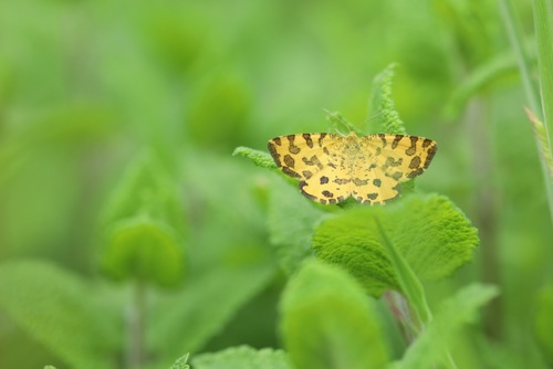 Speckled Yellow, Groesbeek, Nederland, photo 9 of 10