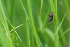 Rhynocoris annulatus