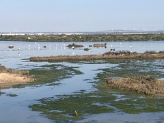 Phoenicopterus roseus