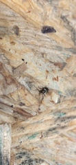 Ptinus