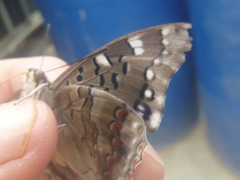 Charaxes