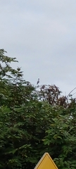 Buteo plagiatus