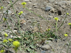 Tatochila