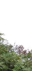 Buteo plagiatus