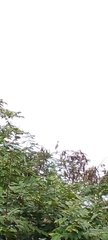Buteo plagiatus
