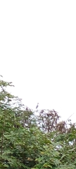 Buteo plagiatus