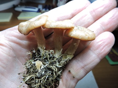 Clitocybe albirhiza