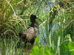 Pardirallus sanguinolentus