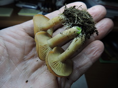 Clitocybe albirhiza