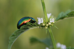 Chrysolina herbacea