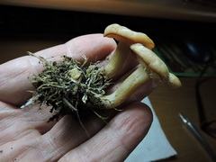 Clitocybe albirhiza