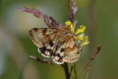 Heliothis viriplaca
