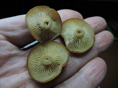 Clitocybe albirhiza