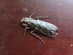 Theopompa ophthalmica