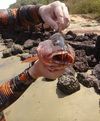 Lutjanus argentimaculatus