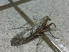 Theopompa ophthalmica