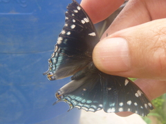 Charaxes