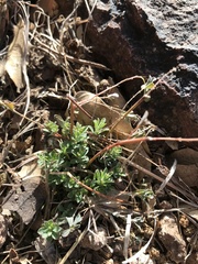 Phyllanthus polygonoides