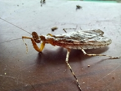 Theopompa ophthalmica