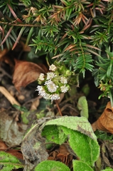 Petasites pyrenaicus
