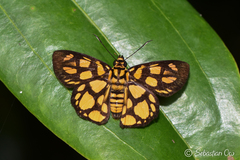 Odina hieroglyphica