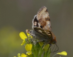 Heliothis viriplaca