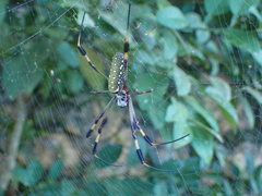 Trichonephila clavipes