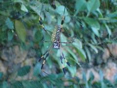 Trichonephila clavipes