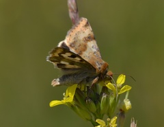Heliothis viriplaca