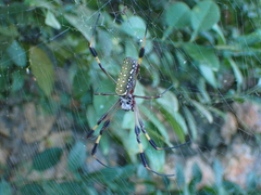 Trichonephila clavipes