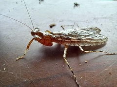 Theopompa ophthalmica