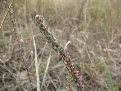 Bassia laniflora