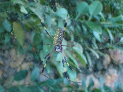Trichonephila clavipes