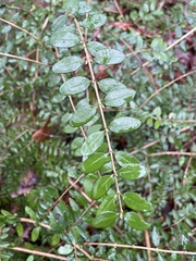 Lonicera ligustrina