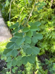 Crotalaria incana