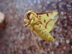 Citheronia